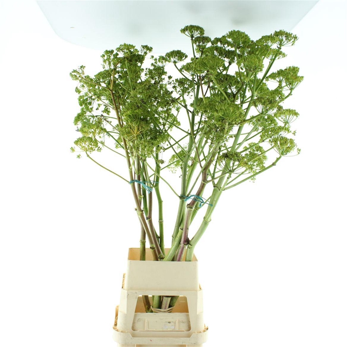 <h4>Foeniculum Vulgare</h4>