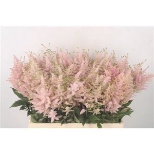 Astilbe Europa Light Pink