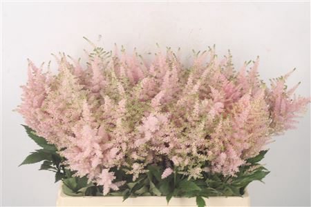 <h4>Astilbe Europa Light Pink</h4>
