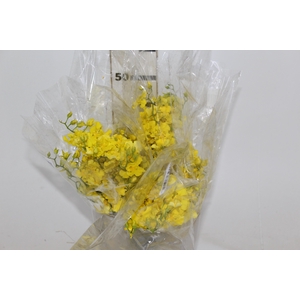 ONCIDIUM