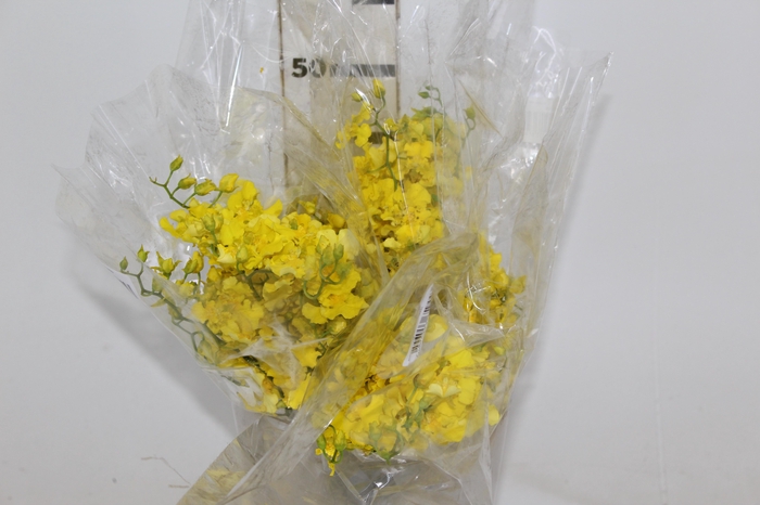 <h4>ONCIDIUM</h4>