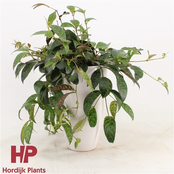 <h4>Aeschynanthus Marmoratus - keramiek wit</h4>