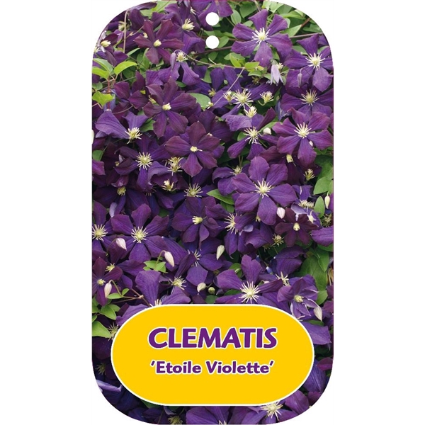 <h4>Clematis 'Etoile Violette'</h4>