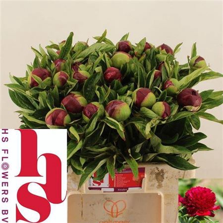<h4>Paeo Red Charm</h4>