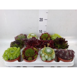 Sempervivum   ...