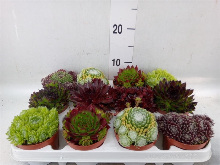 <h4>Sempervivum   ...</h4>