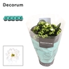 Kalanchoe Decorum - White