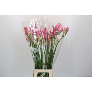 Nerine Mix