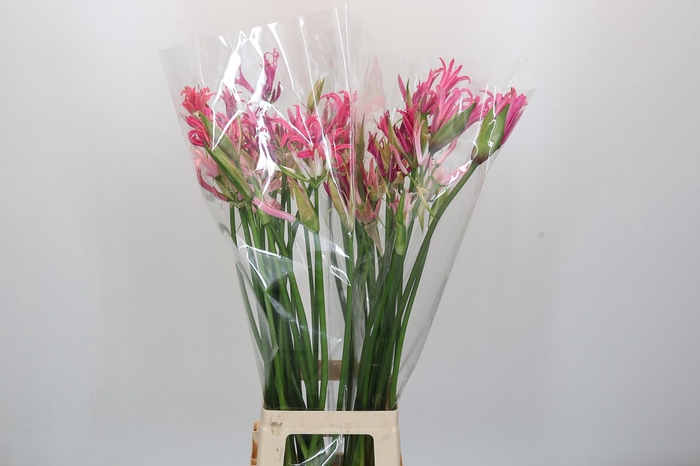 <h4>Nerine Mix</h4>