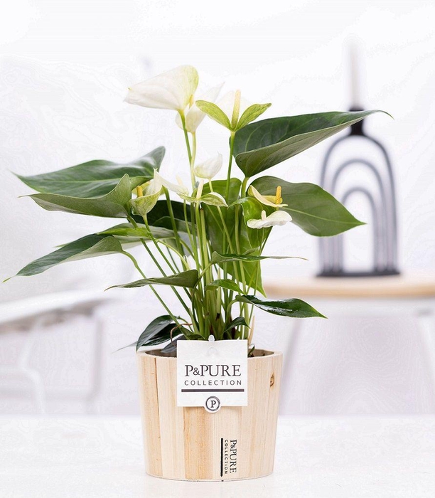 <h4>Anthurium white (Elido) in P&PURE Wood pot 5</h4>