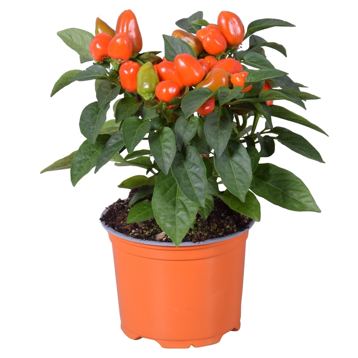 <h4>CAPS AN SAMBA ORANGE</h4>