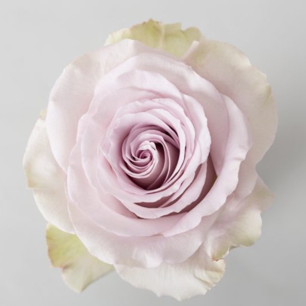 R Gr Andrea Bicolor Lavander 50cm EC
