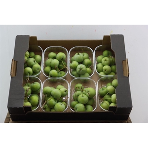 Sier Malusappel Groen Plat X8
