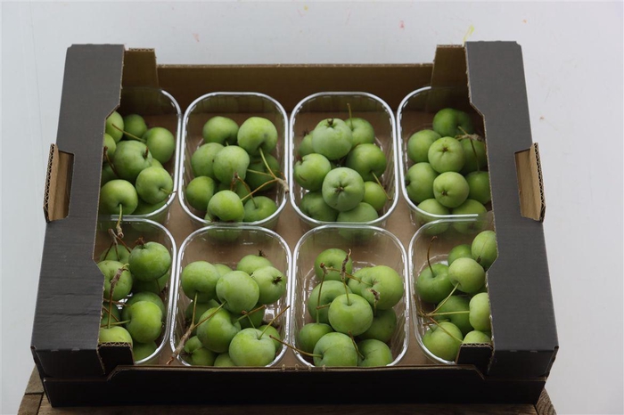 <h4>Sier Malusappel Groen Plat X8</h4>