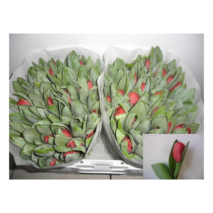 <h4>TU EN ESCAPE</h4>