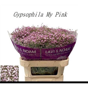 Gyps Pa My Pink