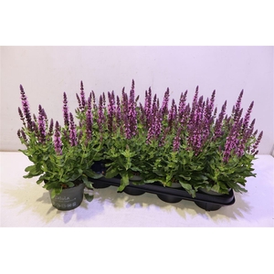 Salvia S Rose Marvel