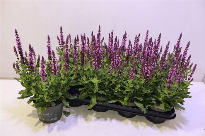 <h4>Salvia S Rose Marvel</h4>