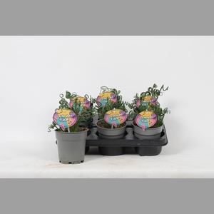 ALBUCA  FRIZ SIZZLE