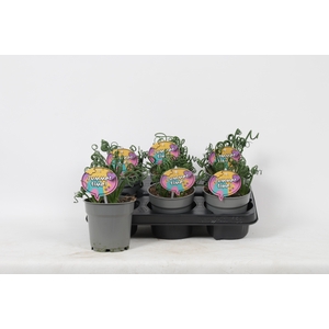 ALBUCA  FRIZ SIZZLE