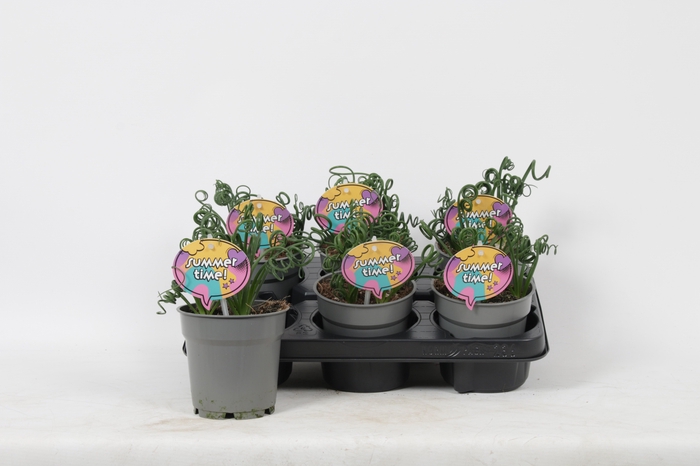 ALBUCA  FRIZ SIZZLE