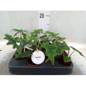Alocasia  'Jacklyn'