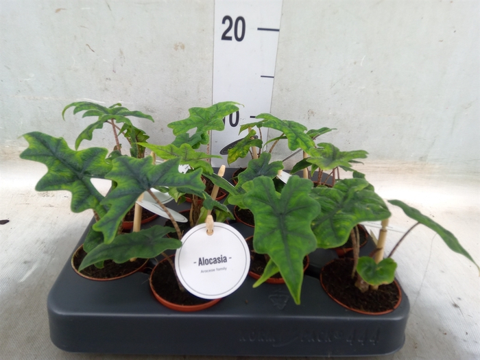<h4>Alocasia  'Jacklyn'</h4>