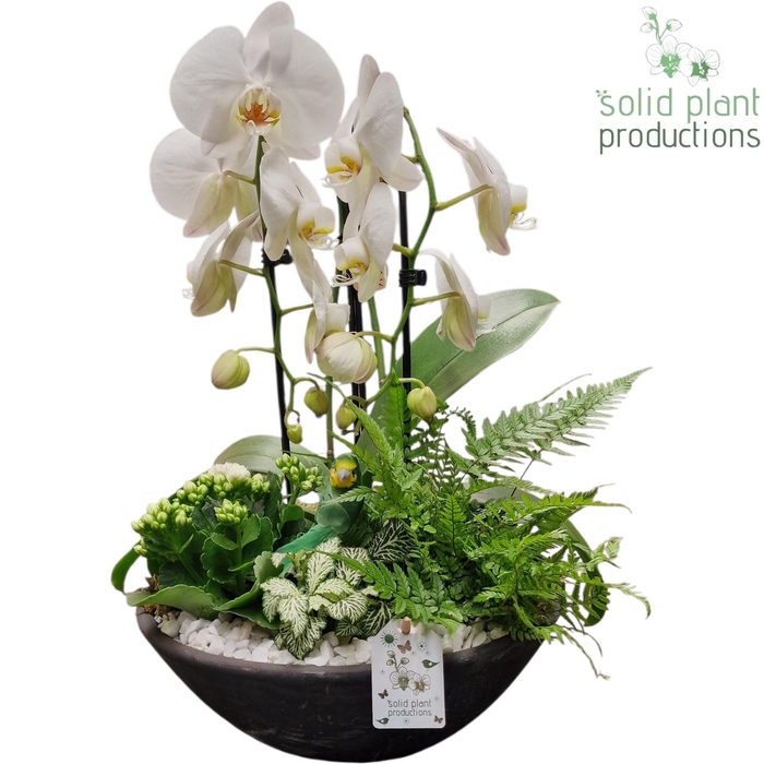 <h4>PH012 Ebbi White Deluxe</h4>