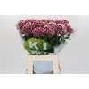 Dianthus Br Kiwi Maroon XXL