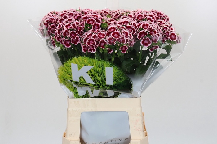 Dianthus Br Kiwi Maroon XXL