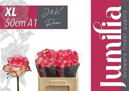 <h4>R Gr Jumilia</h4>