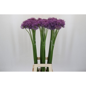 Allium Gladiator