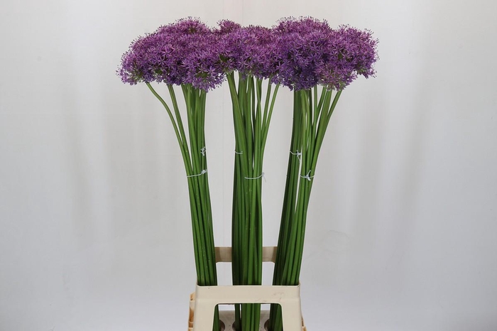 <h4>Allium Gladiator</h4>
