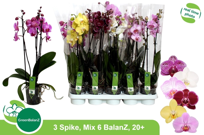 <h4>PHAL GEM 6 KL</h4>