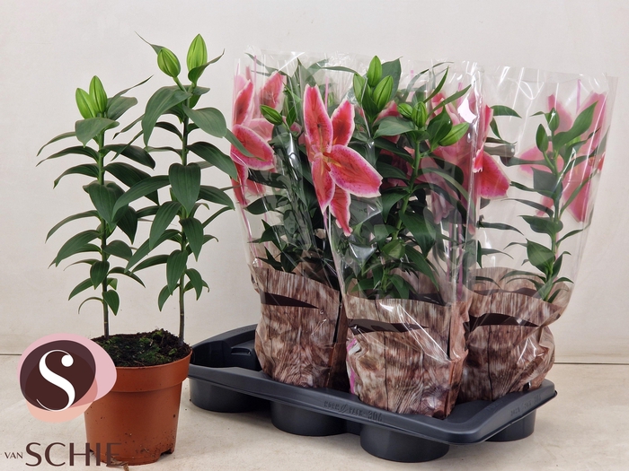 <h4>LIL OR MAGNY COURS</h4>