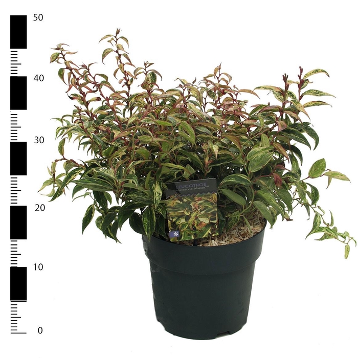 <h4>Leucothoe fontanesiana 'Makiejaz'</h4>