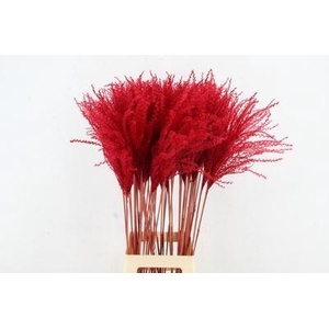 Dried Miscanthus Red 90cm