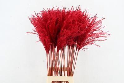 <h4>Dried Miscanthus Red 90cm</h4>