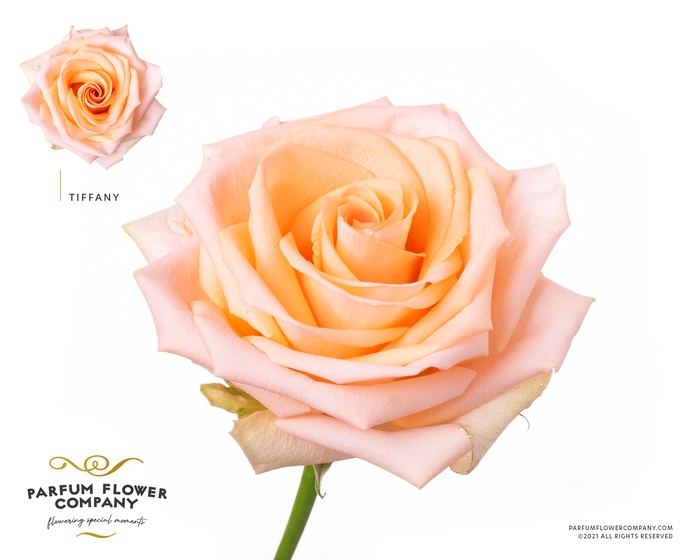 <h4>Rosa Premium Tiffany</h4>