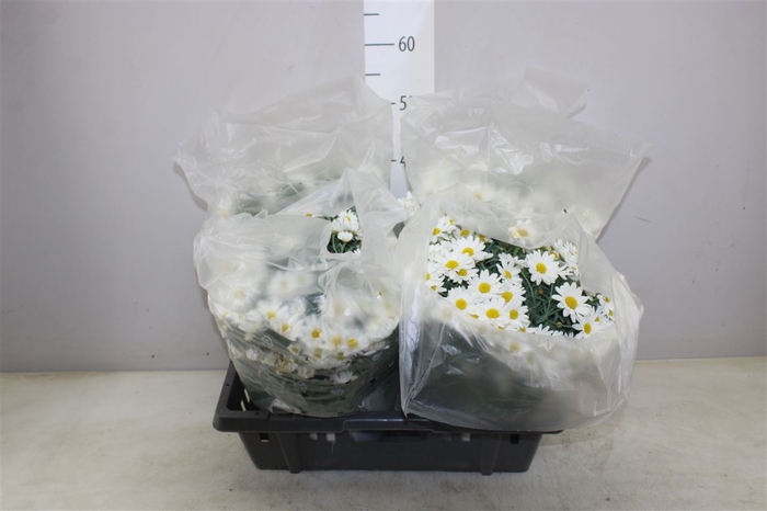 <h4>Argyranthemum Frut Stella 2000 White</h4>