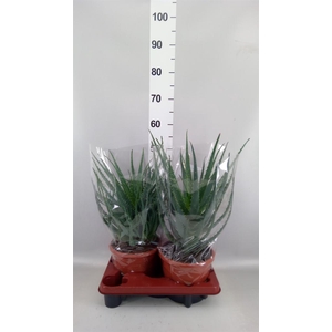 Aloe arborescens