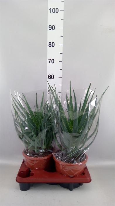 <h4>Aloe arborescens</h4>