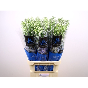 Delph Guard Lavender Marginpar