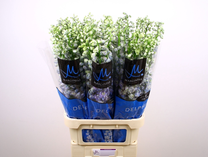 <h4>Delph Guard Lavender Marginpar</h4>