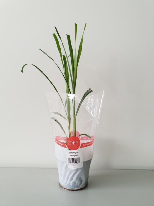 <h4>Citroengras P12</h4>