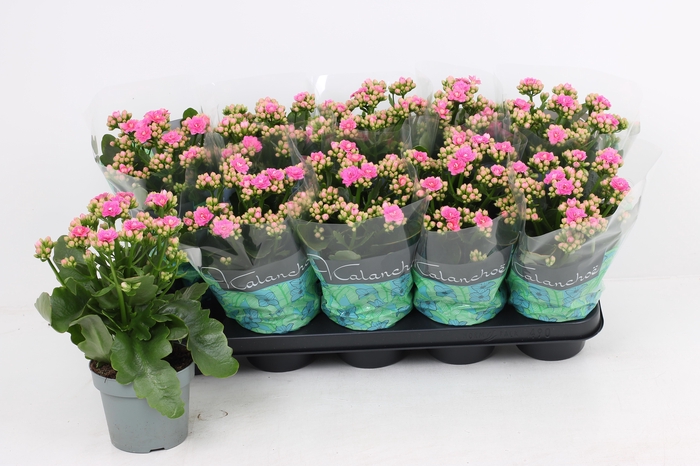 <h4>KAL GE AFRICAN JUNE</h4>