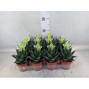 Aloe aristata 'Tiki Tahi'