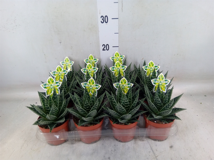 <h4>Aloe aristata 'Tiki Tahi'</h4>