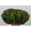 Leucadendron Goldstrike