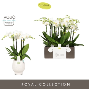 Phalaenopsis wit meer takken